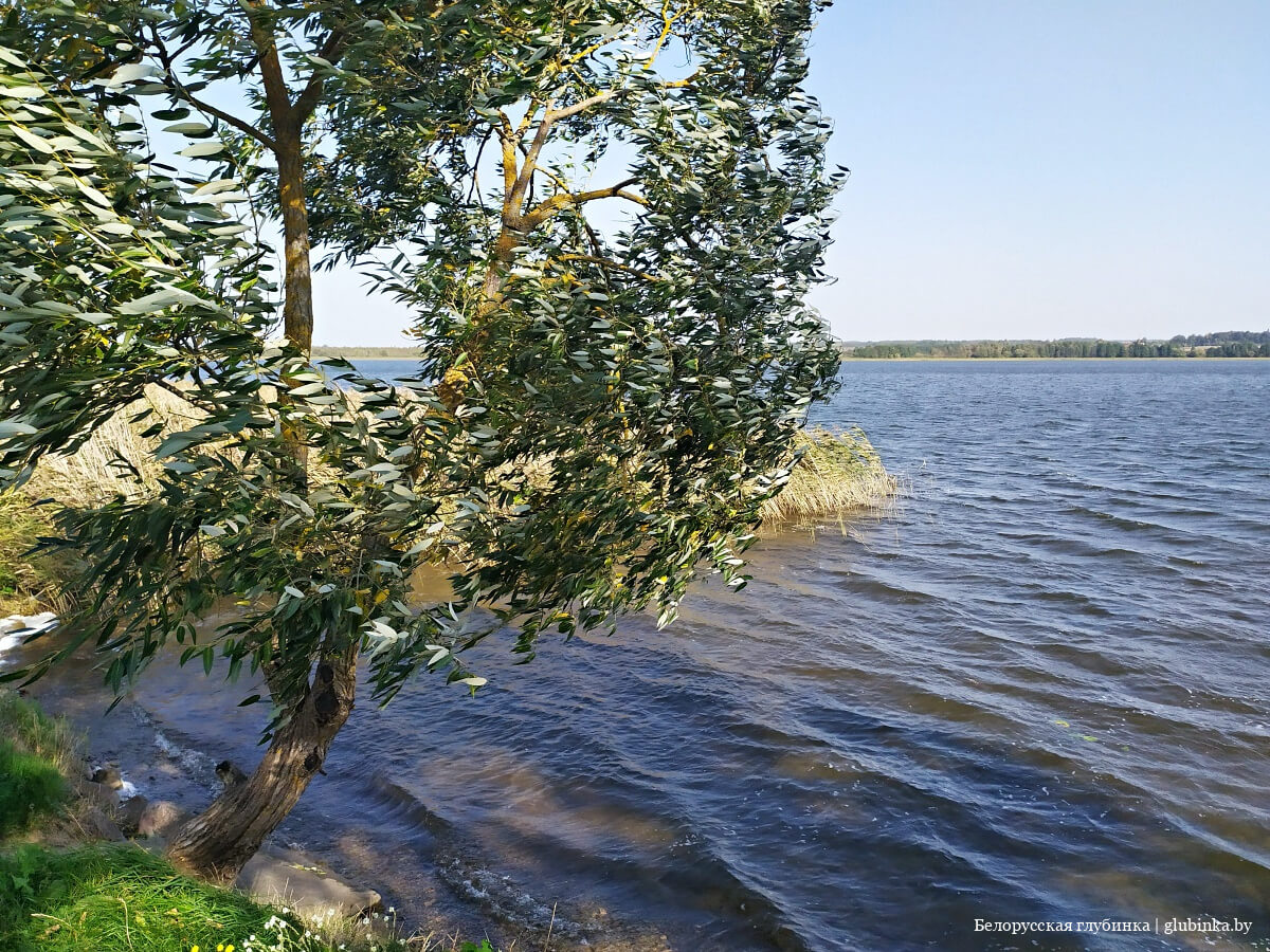 Свирь